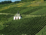 Weinberge